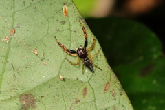 Arnoliseus