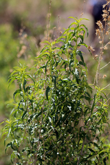 Brickellia longifolia multiflora