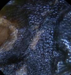 Erysiphe begoniicola