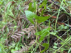 Calystegia marginata