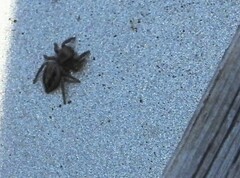 Habronattus pyrrithrix