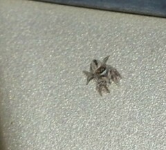 Habronattus pyrrithrix