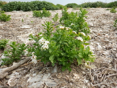 Tournefortia sibirica