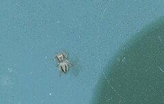 Habronattus pyrrithrix