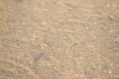 Xiphophorus hellerii