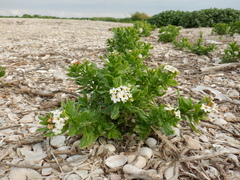 Tournefortia sibirica