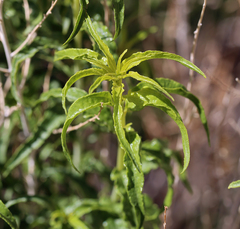 Brickellia longifolia multiflora