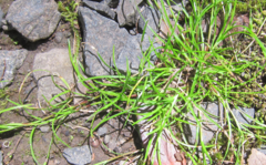 Schoenus maschalinus