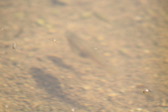 Xiphophorus hellerii