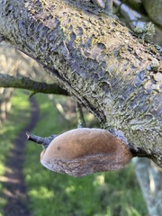 Phellinus pomaceus