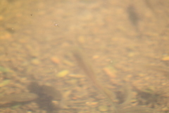 Xiphophorus hellerii