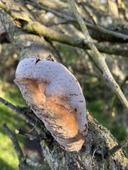 Phellinus pomaceus