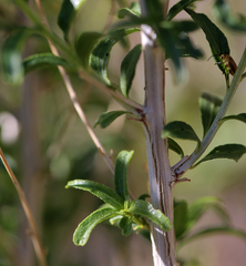 Brickellia longifolia multiflora