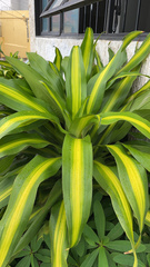 Dracaena fragrans