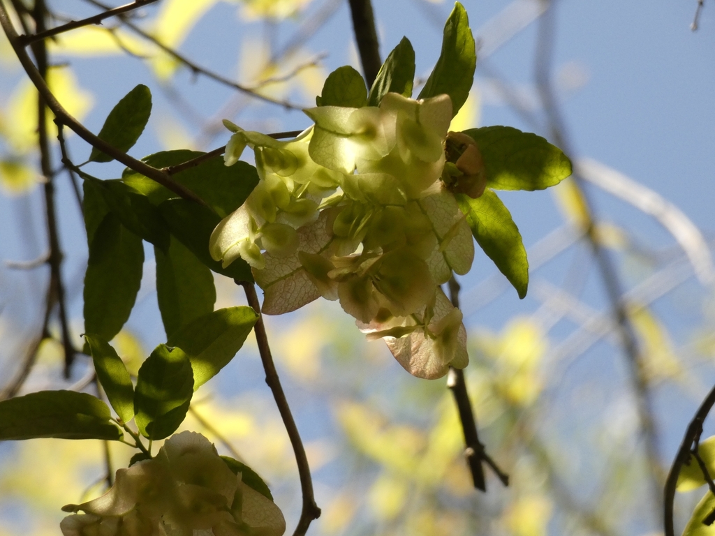 Anchietea pyrifolia