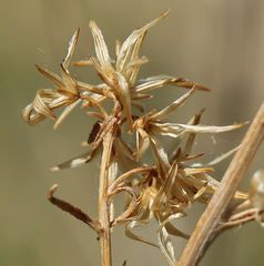 Brickellia longifolia multiflora