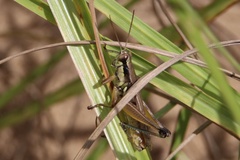 Paroxya atlantica