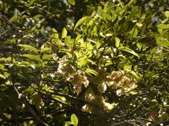 Anchietea pyrifolia