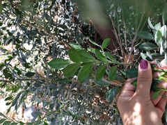Dermatophyllum secundiflorum