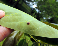Poecilopachys australasia