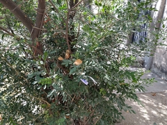 Dermatophyllum secundiflorum