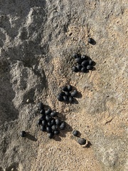Nerita picea