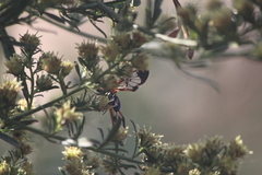 Cosmosoma cingulatum