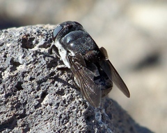Cuterebra austeni