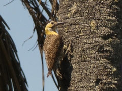 Colaptes campestris campestroides