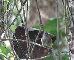 Pachycephala sulfuriventer
