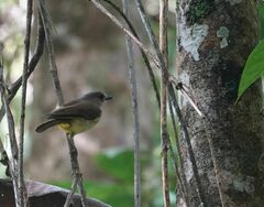 Pachycephala sulfuriventer