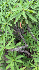 Euphorbia milii