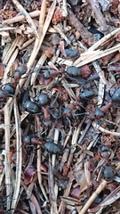 Formica rufa