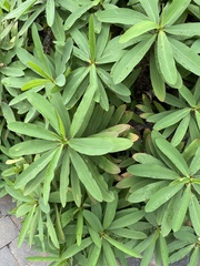 Euphorbia milii