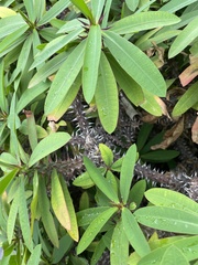 Euphorbia milii