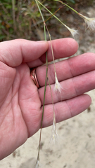 Andropogon ternarius