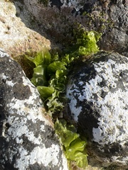 Ulva