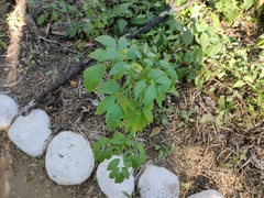 Acalypha ostryifolia
