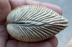 Periglypta multicostata