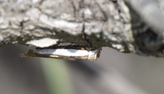 Crambus quinquareatus
