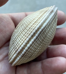 Periglypta multicostata