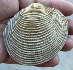 Periglypta multicostata