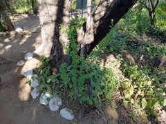 Mesosphaerum suaveolens