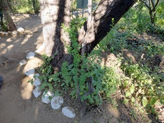 Mesosphaerum suaveolens