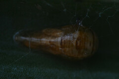 Episyrphus balteatus