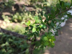 Mesosphaerum suaveolens