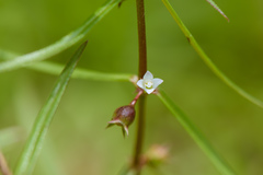 Scleromitrion diffusum