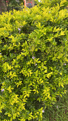 Duranta erecta