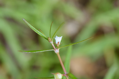 Scleromitrion diffusum