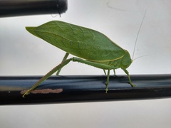 Stilpnochlora azteca